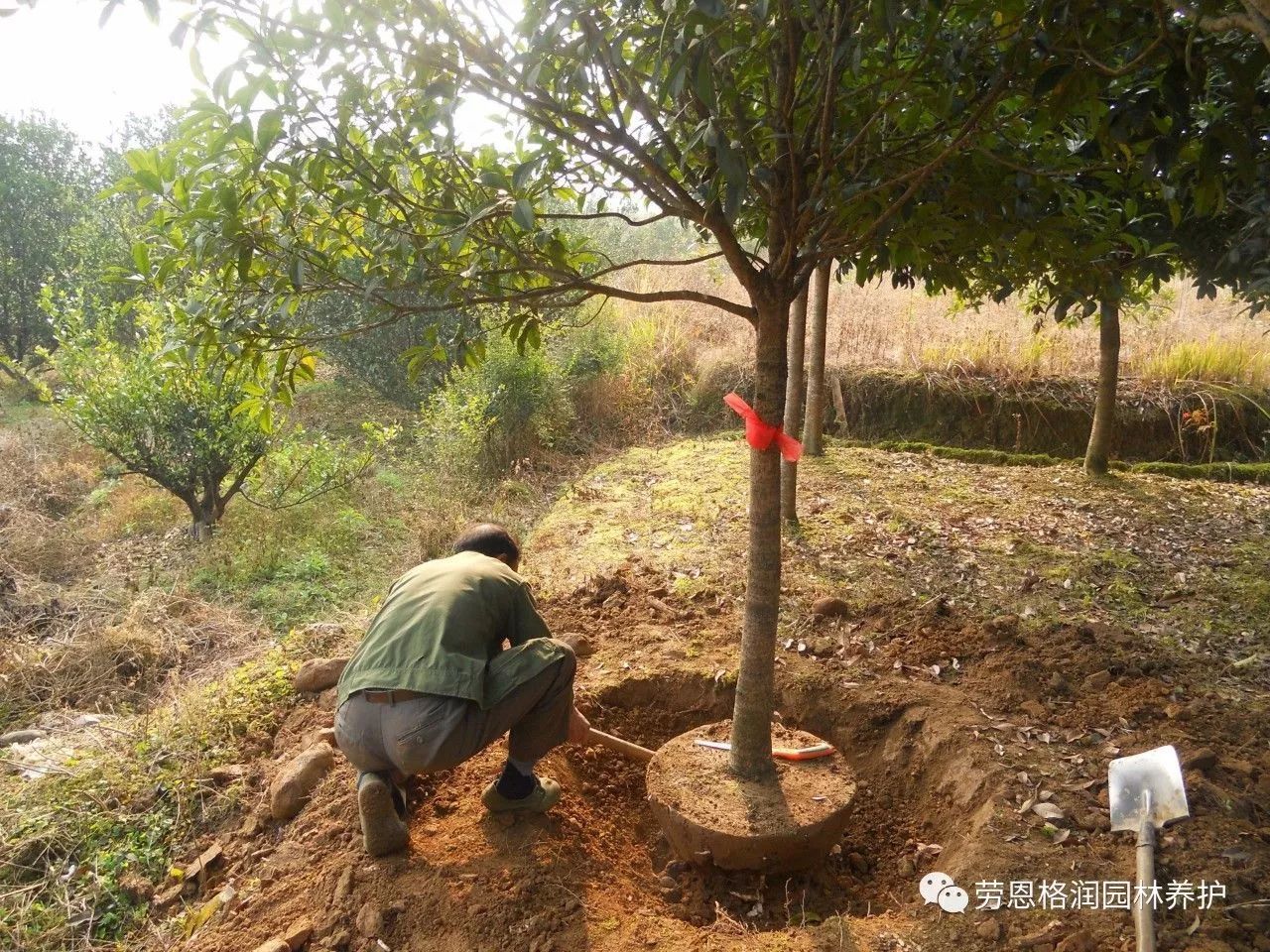 秋季苗木栽植后管理措施及越冬养护