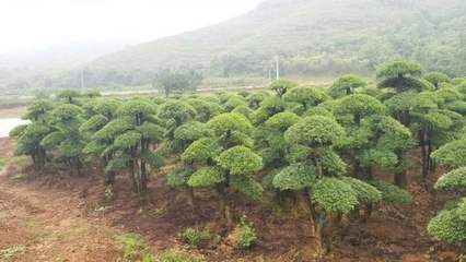 农村经济林木:农村适合种植这几种树木,有你想要种植的吗?