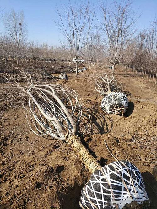 樱花栽植的注意事项-种植技术-中国花木网