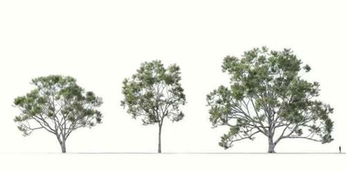 3D植物树木建模大合集 拖入即可使用