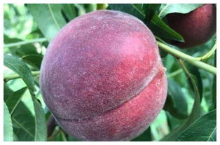 农村这种水果新品种,新鲜营养口感独特,管理简单产量高 黑桃 ...