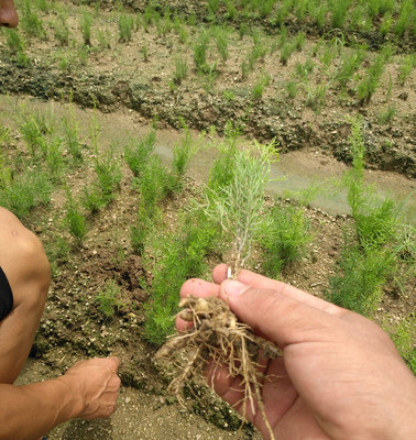 优质良种大天冬品种 中药材 山地坡地水田沙田或树木果树间套种等地种植 二年可采收 亩产可达二万斤图片_高清图_细节图-广西玉林市福绵区吕勇中草药经营部