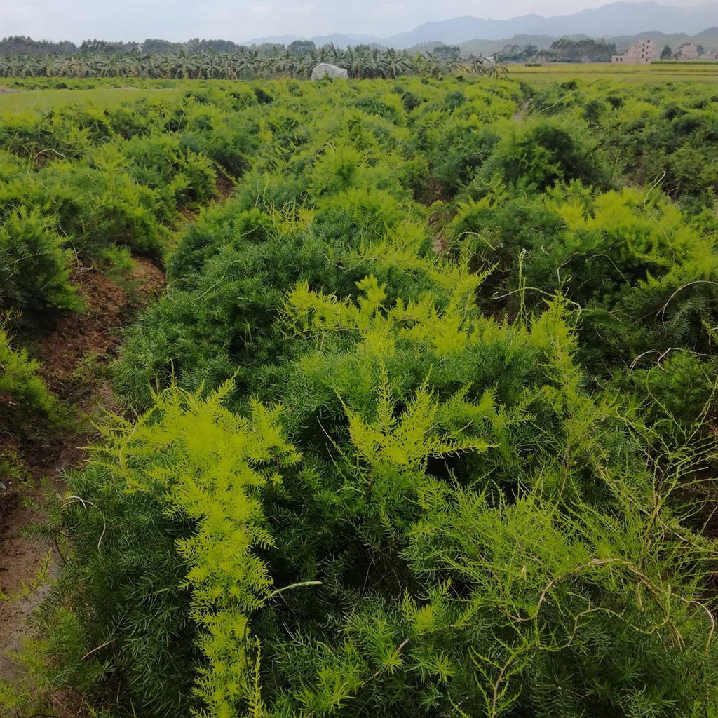 优质良种大天冬品种 中药材 山地坡地水田沙田或树木果树间套种等地种植图片_高清图_细节图-广西玉林市福绵区吕勇中草药经营部