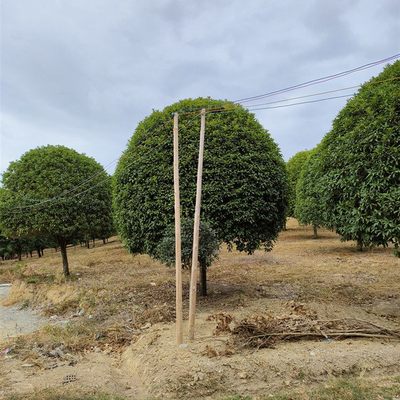 造型桂花树 常绿树木 树形美观 庭院绿化 基地种植